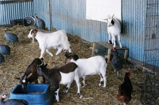 Tennesse Fainting Goats